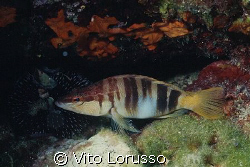 Fishs - Serranus Scriba by Vito Lorusso 